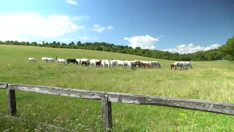 lipizzan 馬匹在綠色草原上放牧