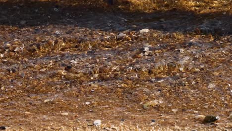 gentle waves ripple over a pebble-strewn beach, capturing the serene motion of water and stones.