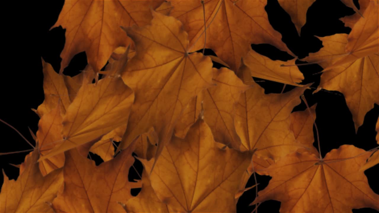 animación de caída de hojas con viento. arce de otoño, hojas de caída de bucle animación de bucle de canal alfa 4k.