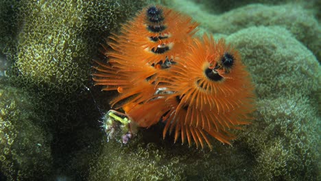 Two-orange-Christmas-tree-worms-on-tropical-coral-reef