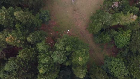 Person-Walking-In-The-Forest-In-Bolu,-Turkey-With-Lush-Fir-Trees---aerial-top-down