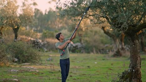 Hombre-Serio-Cosechando-Aceitunas-Con-Un-Rastrillo-Manual-De-Cerca.-Granjero-Trabajando-Verticalmente