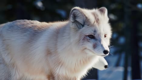 majestic arctic fox in winter wilderness: captivating close-up frames showcasing the beauty and grace of this enigmatic creature in its natural habitat