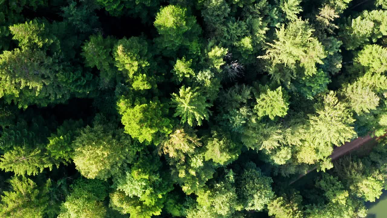 Drone flies over the treetops of a lush green forest, aerial birds eye view