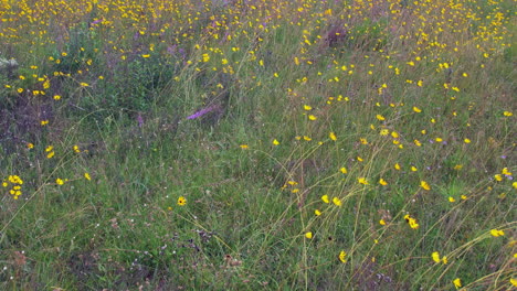 slow motion aerial over field of yellow flowers blowing in light breeze