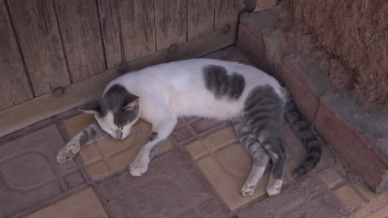 Un gatto multicolore che riposa serenamente sul pavimento piastrellato
