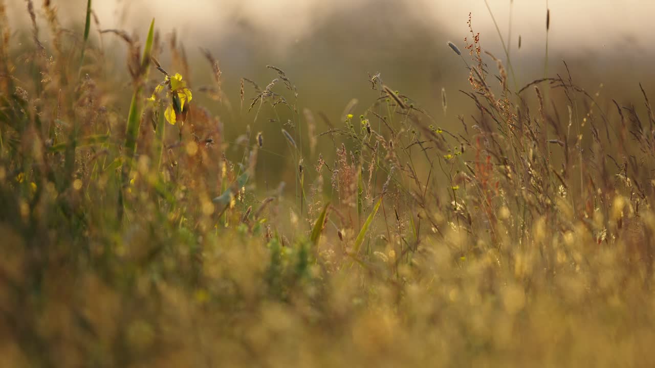 prado de la hora dorada