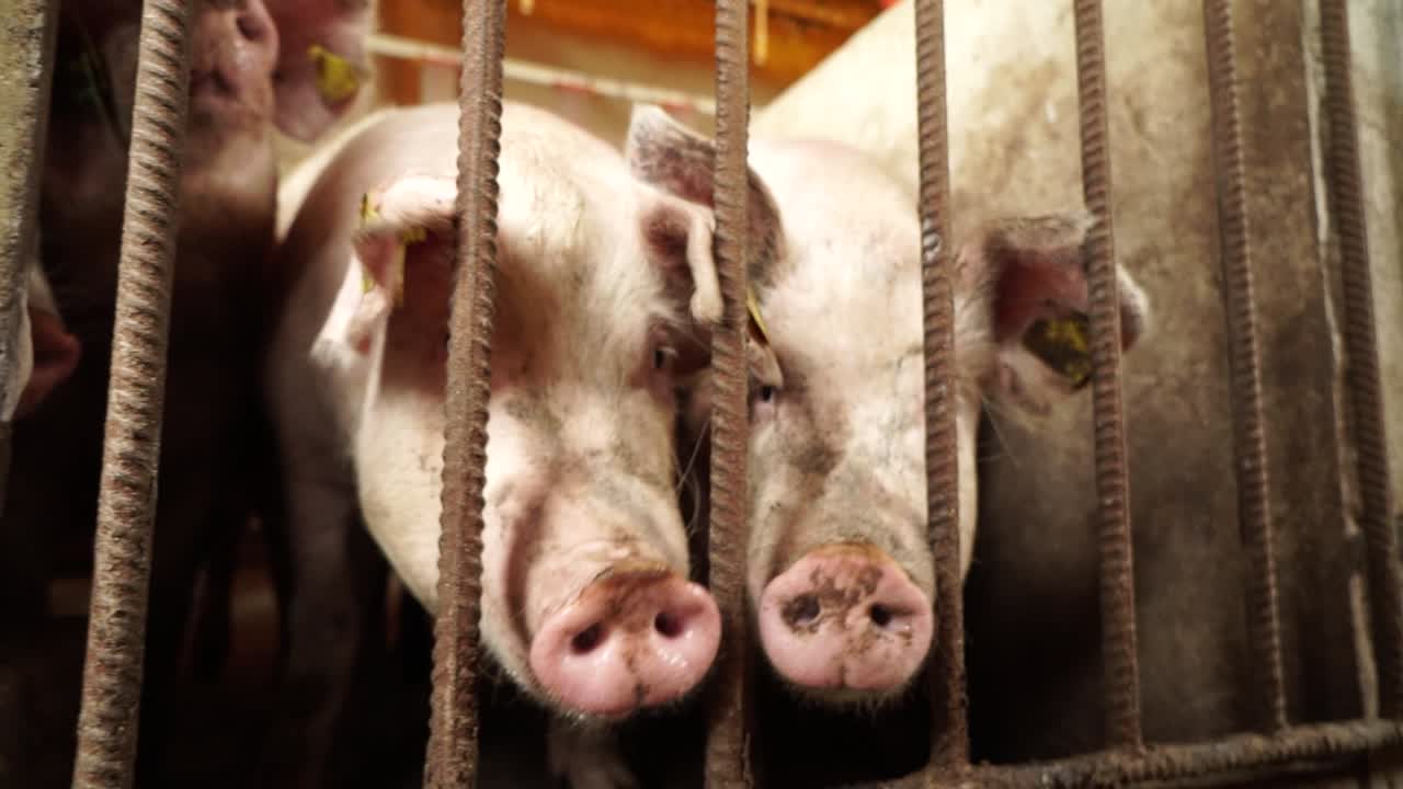 Marketable pigs with ear tags standing in metal enclosure