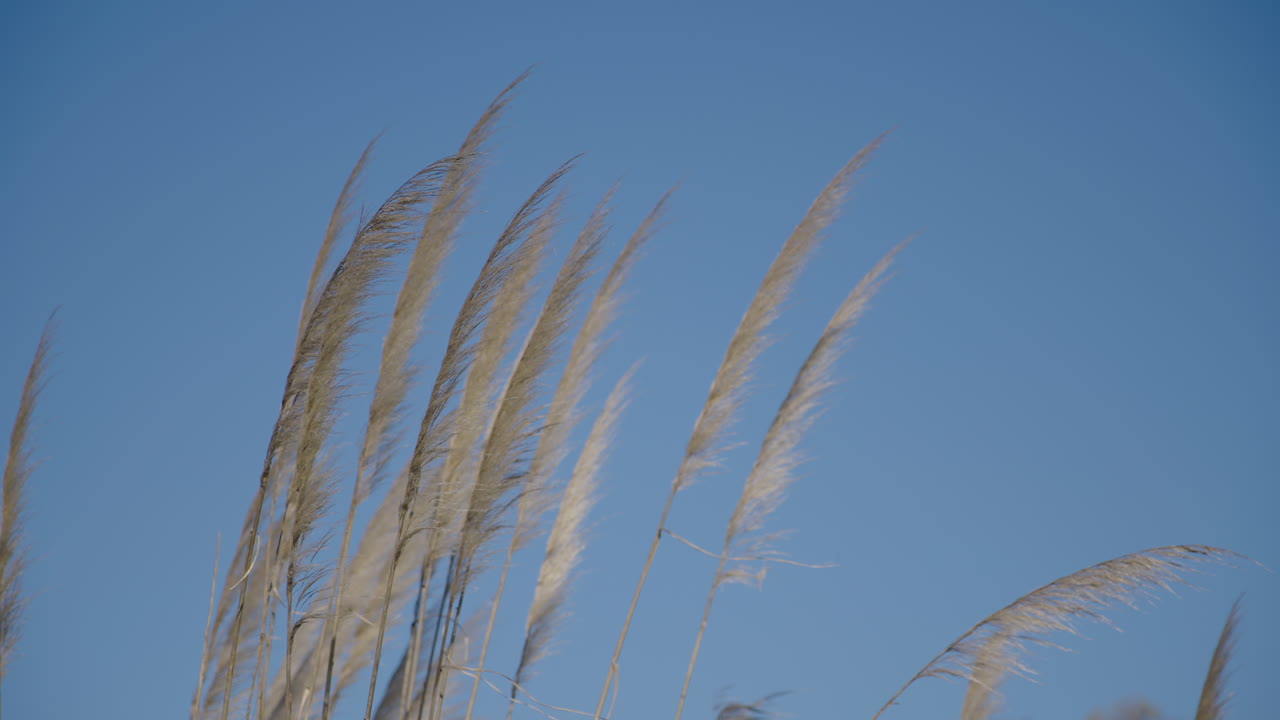 Tall Grass Swaying Gently Against a Clear Blue Sky