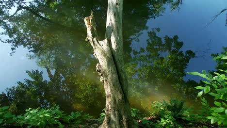 vista tranquila idílica del árbol sin ramas y el agua que refleja los árboles y el cielo azul, vista del bosque pantanoso