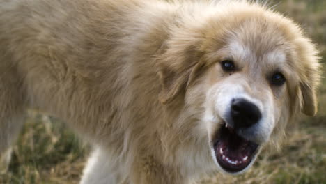 Toma-De-Seguimiento-De-Cerca-De-Un-Adorable-Perro-Corriendo-En-Cámara-Lenta,-Con-La-Lengua-Afuera.