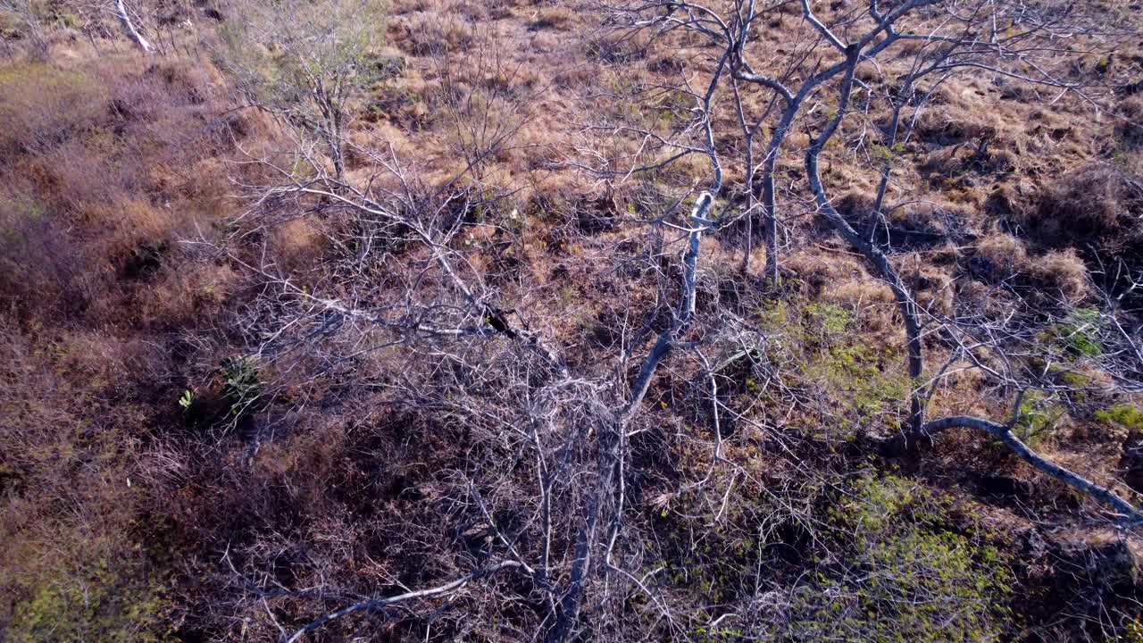 Little eagle starting flight over a dry tree