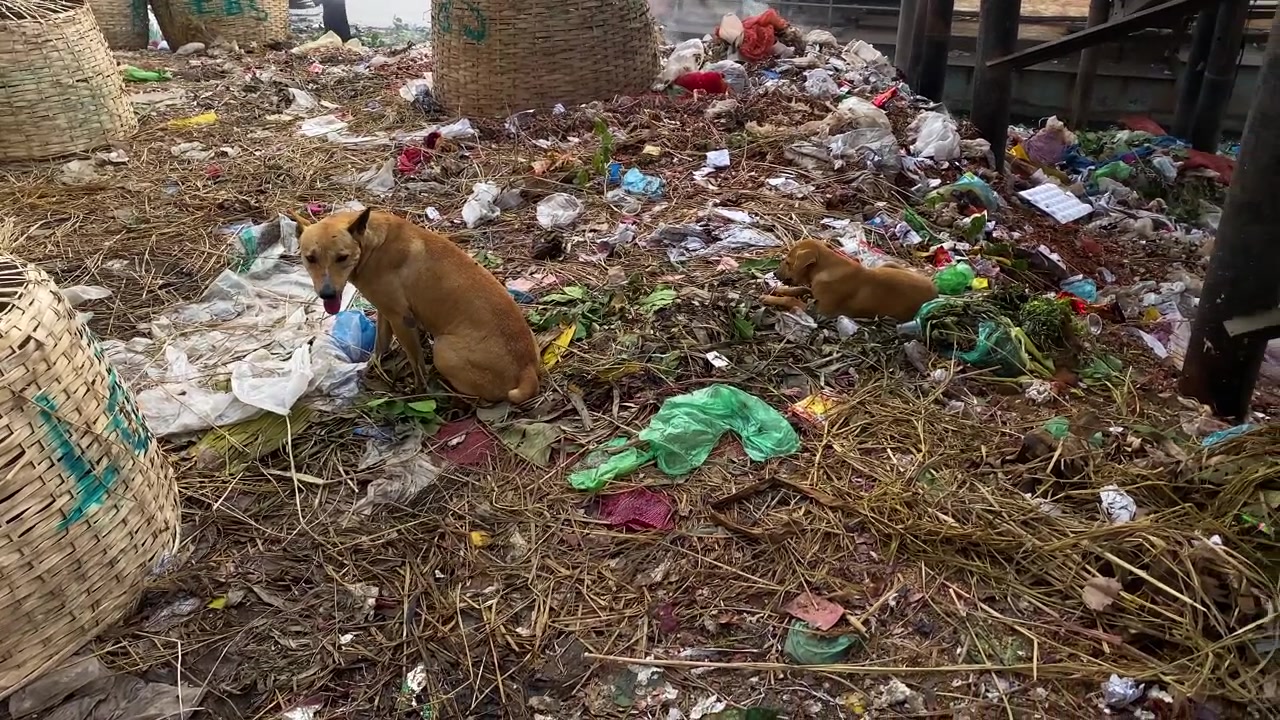 Street Dogs Sitting Surrounded by Plastic Garbage Waste Dump. Environment pollution