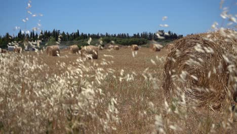 Pastos-En-Primer-Plano