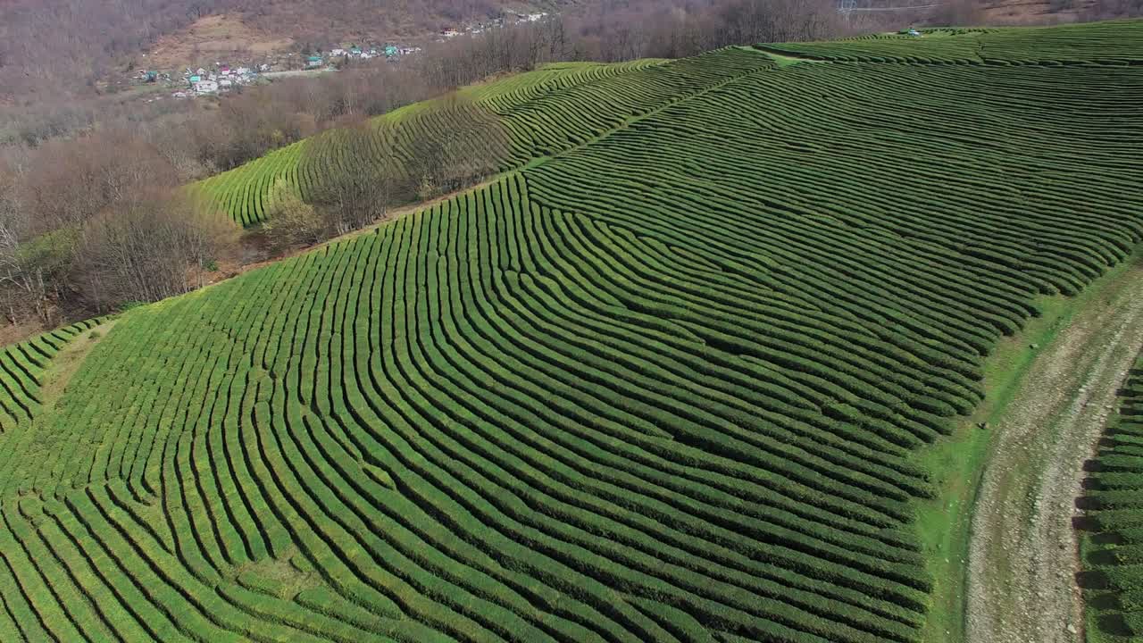 vista dall'alto del terreno di rilievo, piantagioni verdi di tè nero durante il giorno