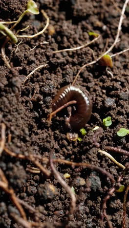 earthworm in soil