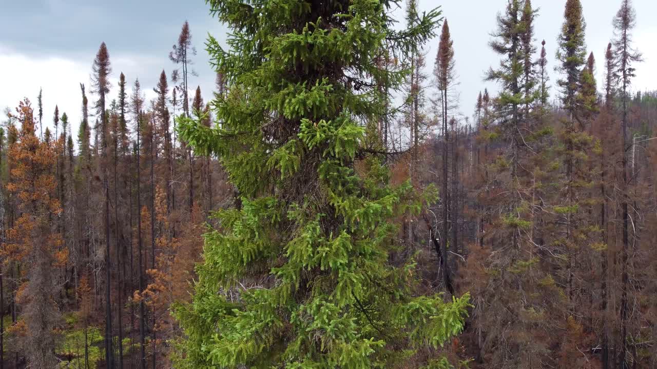 Single green pine tree remains in front of burned forest stand in Lebel-Sur-Qu&eacute;villon, Qu&eacute;bec, Canada, forest fire aftermath