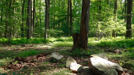 A-Pan-of-vibrant-nature-in-a-forest