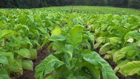 cultivo de tabaco en un campo en el sur del condado de orange, carolina del norte