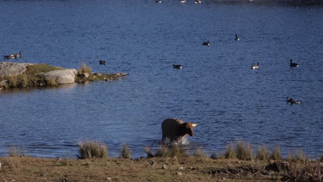 Elchfrau,-Die-Im-See-Steht-Und-Wasser-Vom-Fell-Schüttelt,-Bevor-Sie-Slomo-Erstaunlich-Verlässt