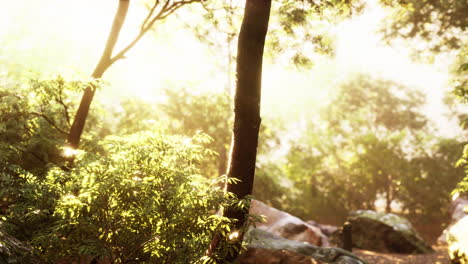 Late-summer-sunlight-breaking-through-the-trees