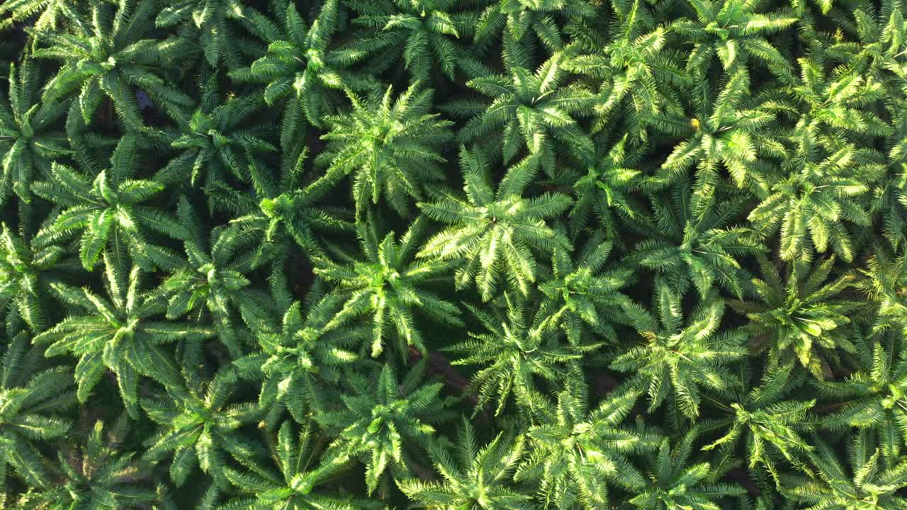 toma vertical de arriba hacia abajo de elevación cinematográfica que captura vastas y exuberantes palmeras verdes que cultivan desde arriba, hectáreas de plantaciones en un ambiente tropical para la producción de petróleo crudo, sudeste asiático