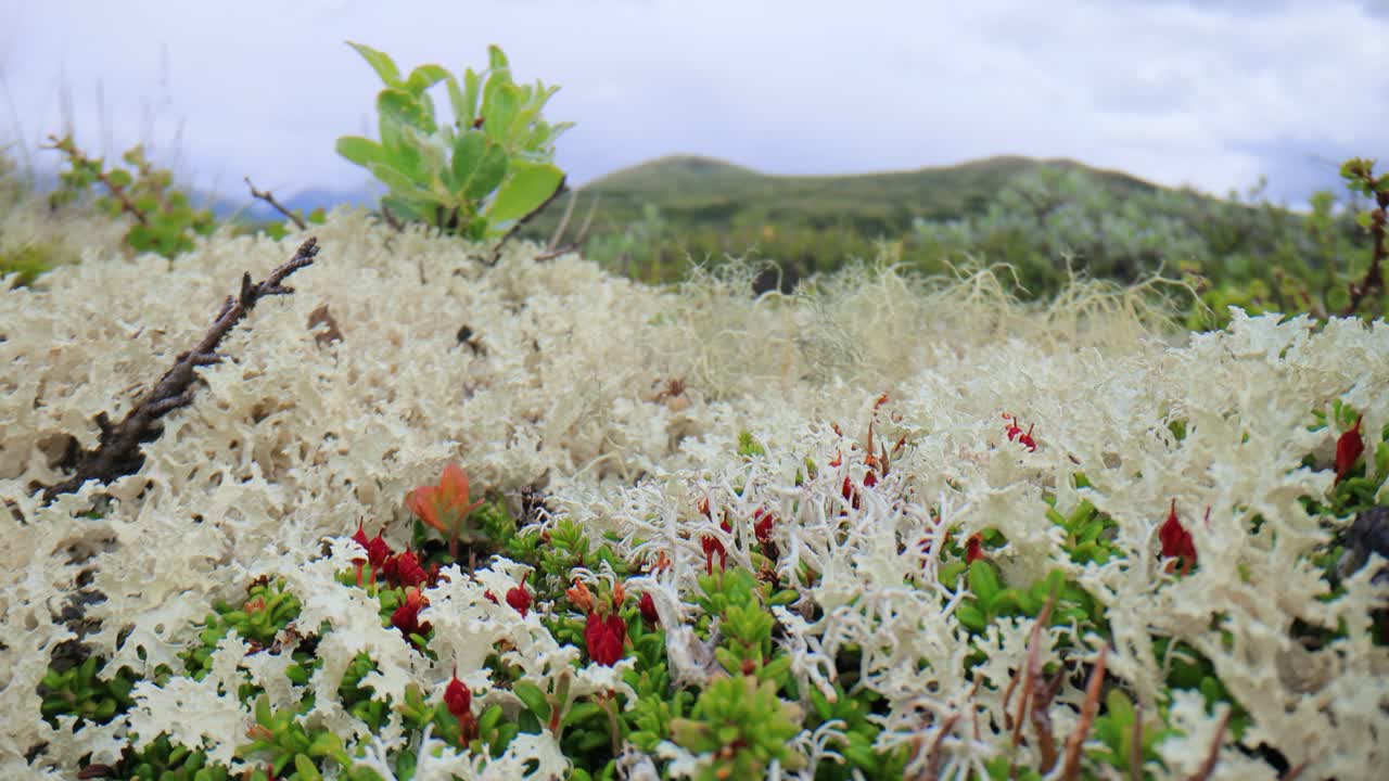 la tundra ártica, la hermosa naturaleza, el paisaje natural de noruega.