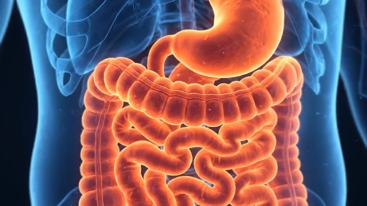 Animazione medica 3D dell'anatomia del sistema digestivo umano