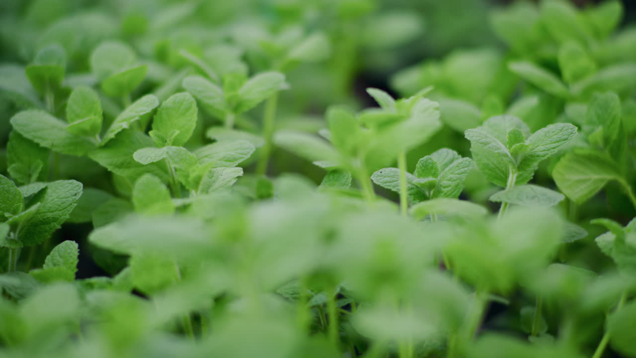 Closeup of Young Mint Seedlings in Herb Garden