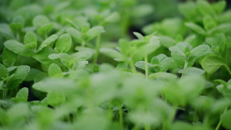 closeup of young mint seedlings in herb garden