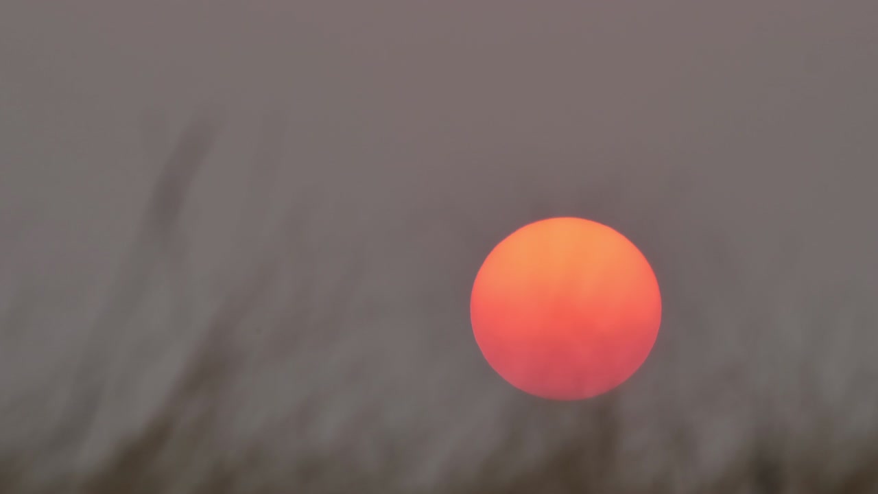 hermoso atardecer grande y el viento de hierba soplando en cámara lenta en primer plano. fondo atardecer rojo