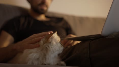 man using laptop at home while sitting on the couch and petting a fluffy cat