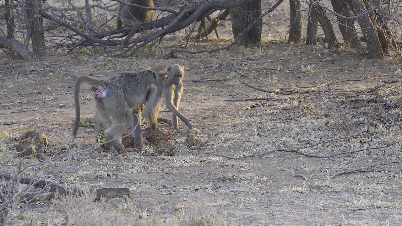 코끼리 배설물 사이에서 곤충을 찾는 chacma 개코원숭이 암컷과 새끼