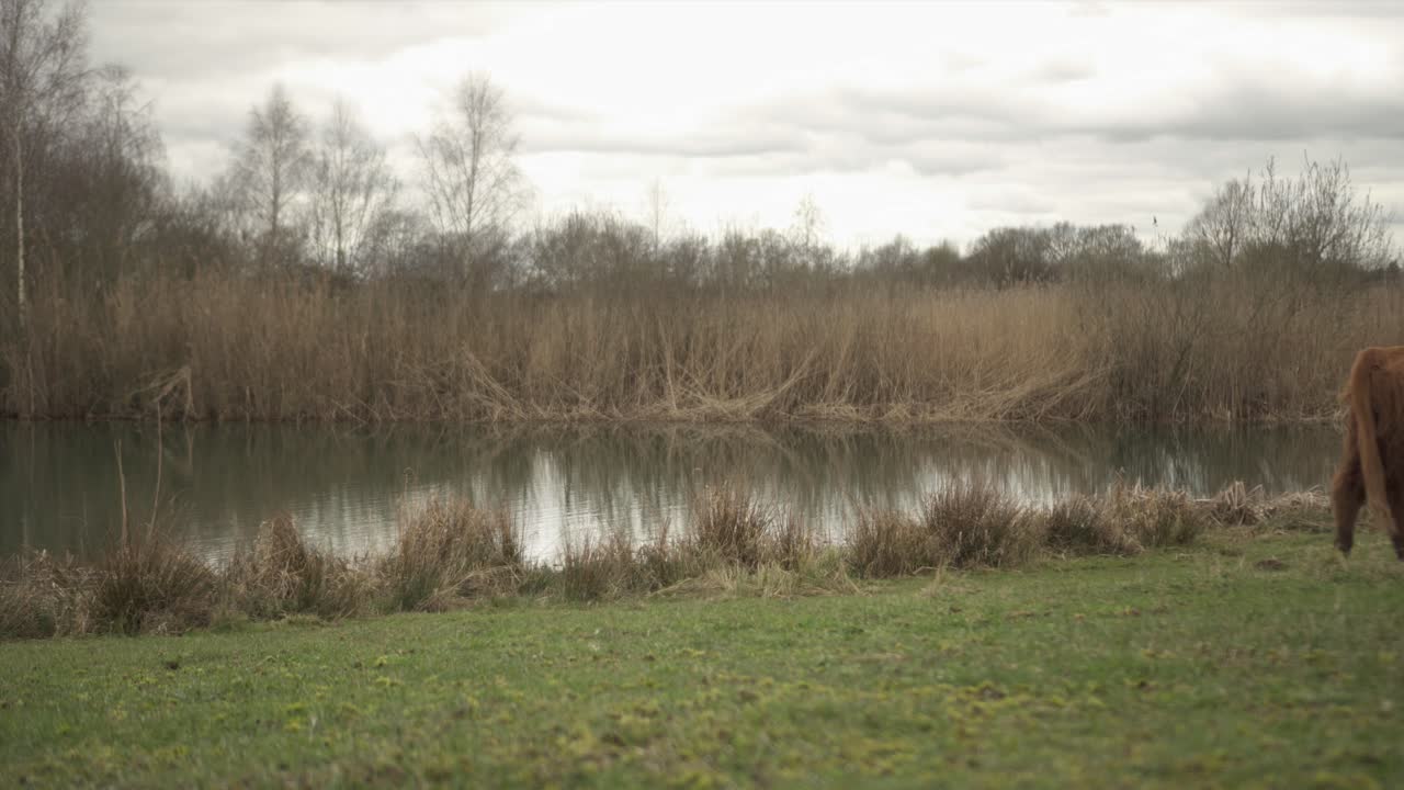 농업 분야를 가로질러 걷는 하이랜드 암소