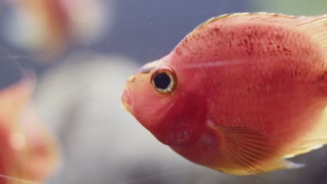 close up of young blood parrot cichlid swimming on a fish tank