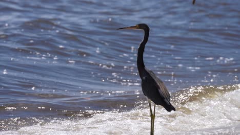 heron standing at edge of polluted water, indian river lagoon, florida