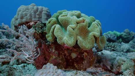 increíble mezcla de corales duros y blandos balanceándose suavemente en la corriente oceánica