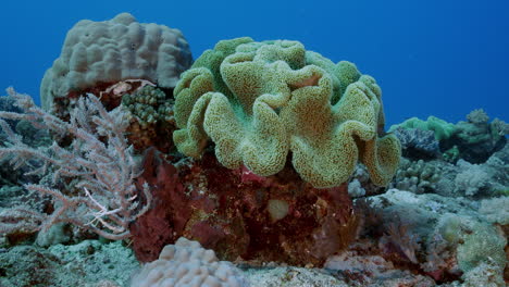 amazing mix of hard and soft corals gently swaying in the ocean current