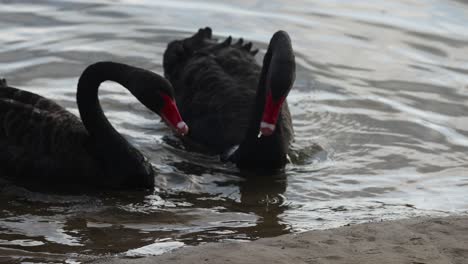 swans dipping heads in water searching for food