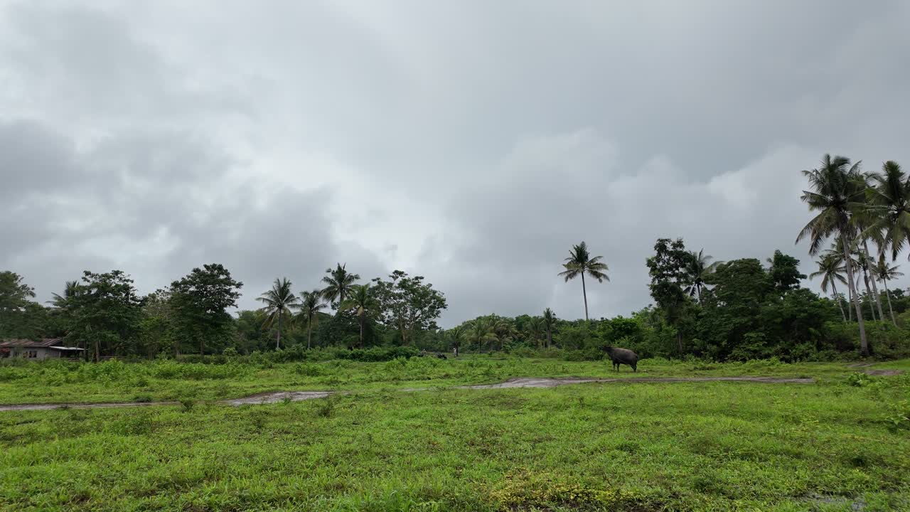농부 7 초콜릿 언덕에 소