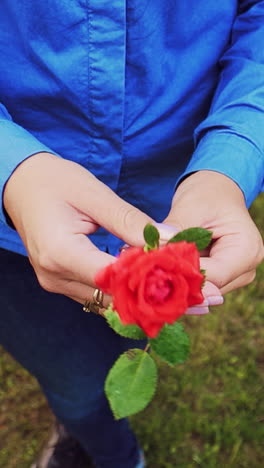hands of a woman with beautiful rose, close up vertical video