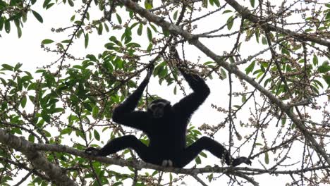 spalando le gambe largamente mostrando i suoi adorabili genitali bianchi mentre le mani tengono i rami in equilibrio mentre la telecamera si allontana, il gibbone pileato hylobates pileatus, thailandia