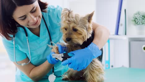 el veterinario está recortando las garras del perro yorkshire terrier.