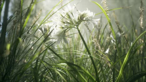 grass flower field with soft sunlight for background.