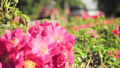 arbustos de rosas rosadas en un jardín de la ciudad
