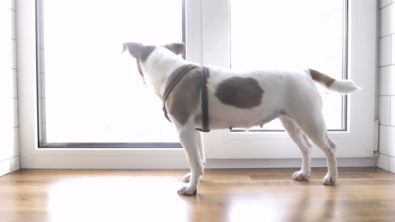 개는 주인을 기다리는 창문에 서 있다