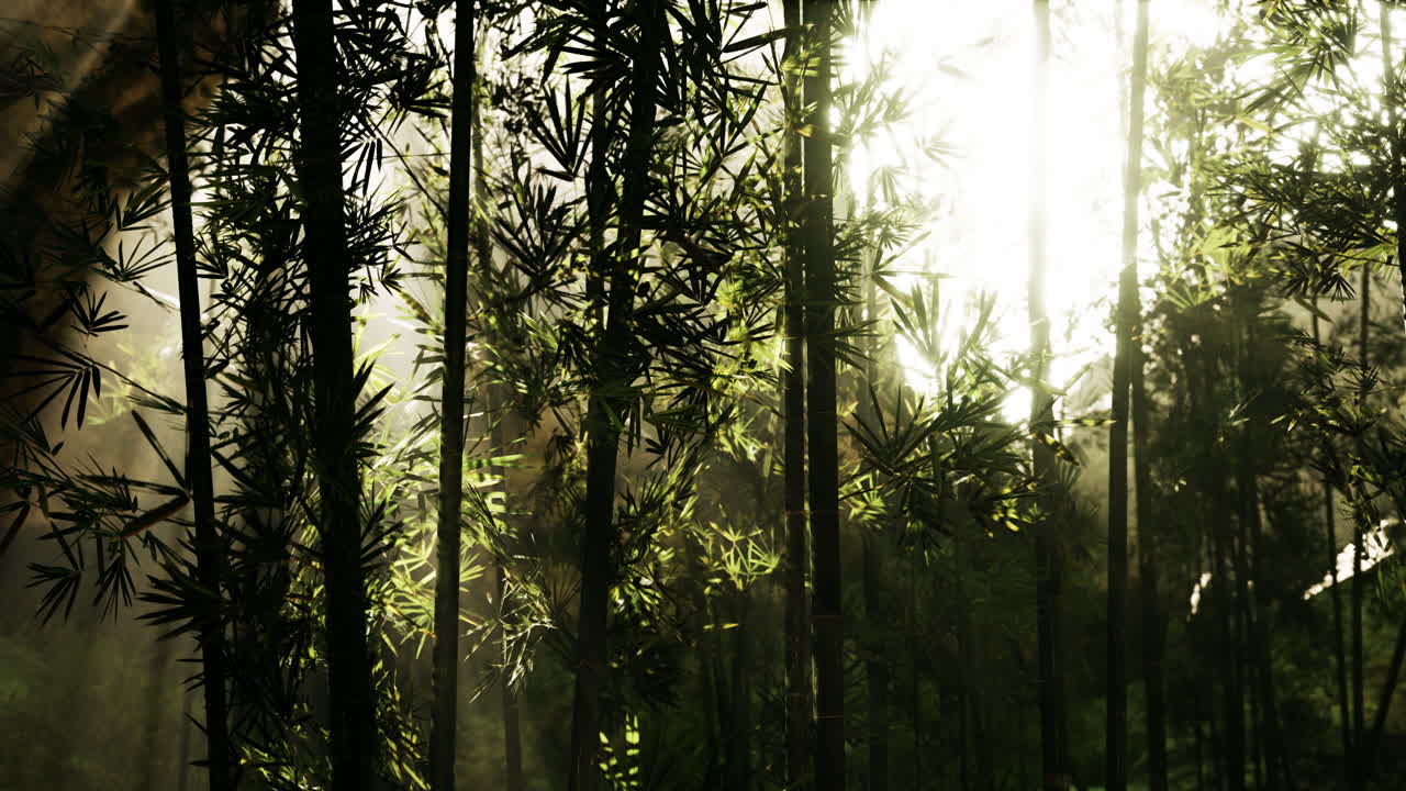 la luz del sol filtrándose a través de un bosque de bambú