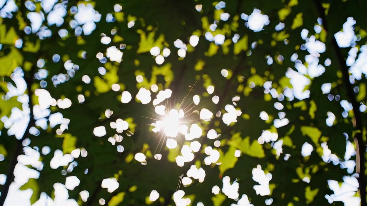 Sunlight Filtering Through Green Tree Leaves