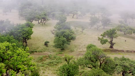 Aerial-view-of-the-forest-fanal-in-Madeira