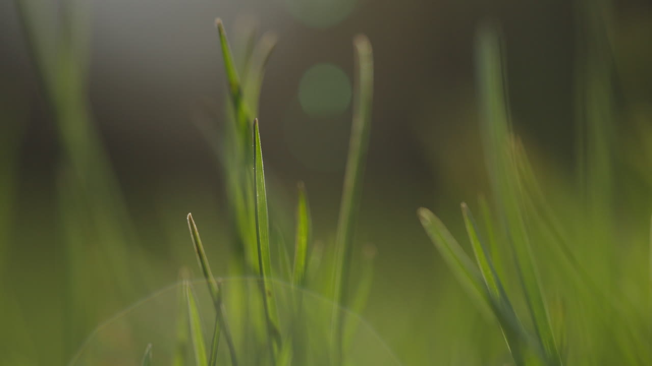 primer plano de la hierba